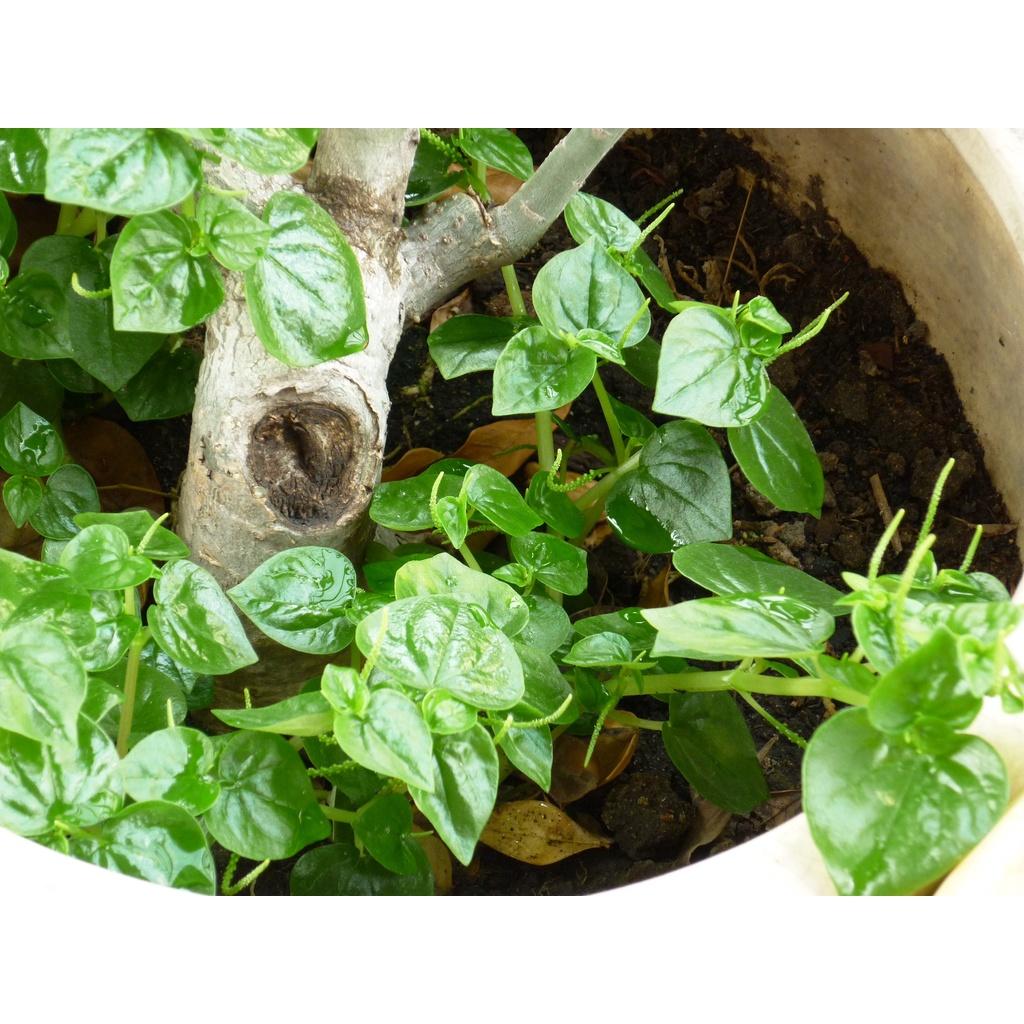 Rau càng cua - bầu cây giống