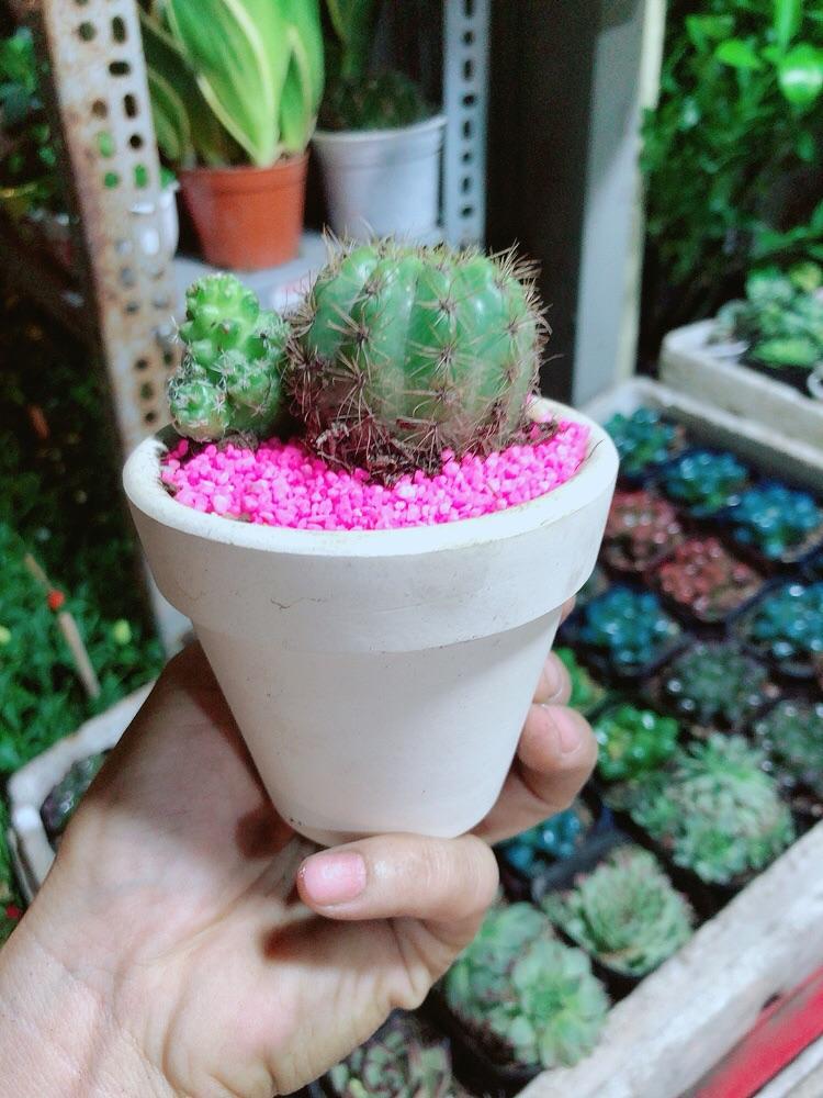 Chậu Cây Xương Rồng