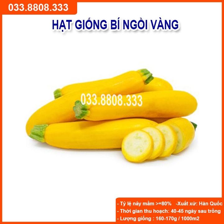 HẠT GIỐNG BÍ NGỒI VÀNG10 HẠT - BÍ TO ĐẸP DỄ TRỒNG