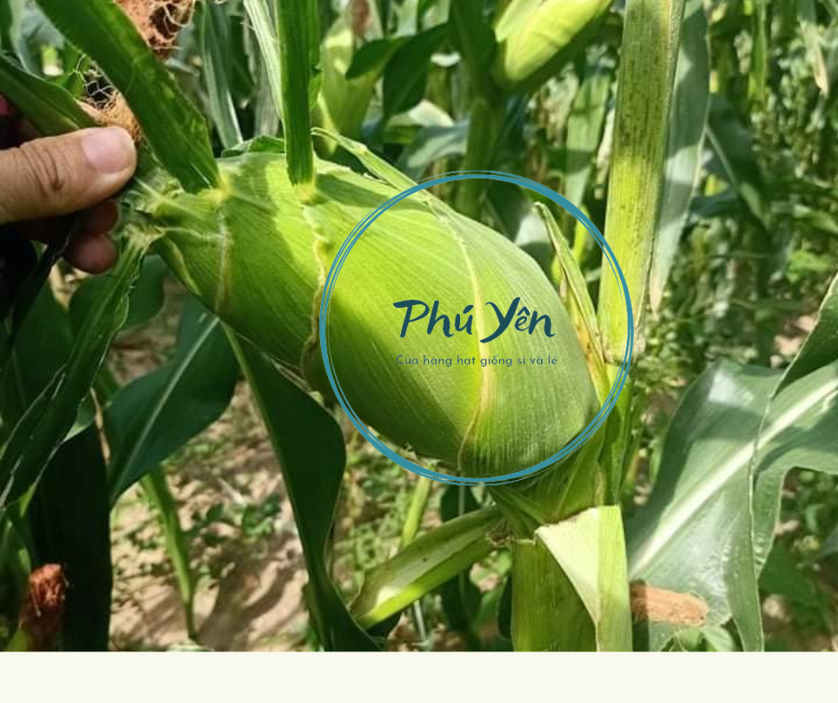 Hạt giống bắp nếp nù dẻo gói 300 grarm