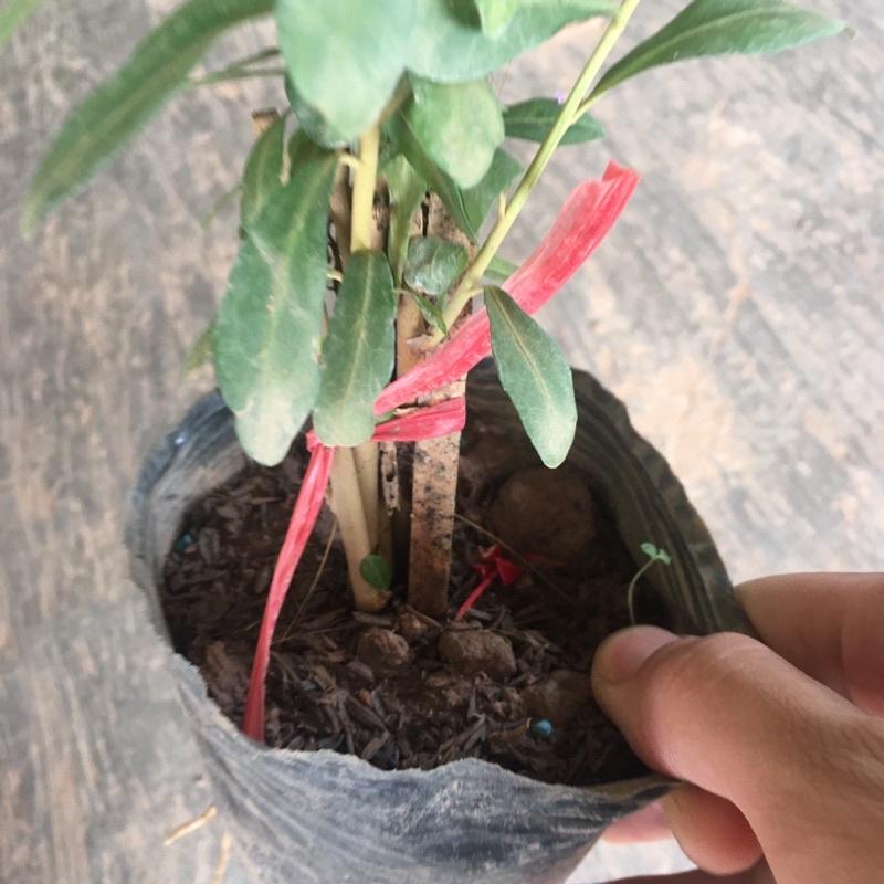 Cây Cúc Tần Ấn Độ Rủ.Trang Trí Ban Công.Sân Thượng