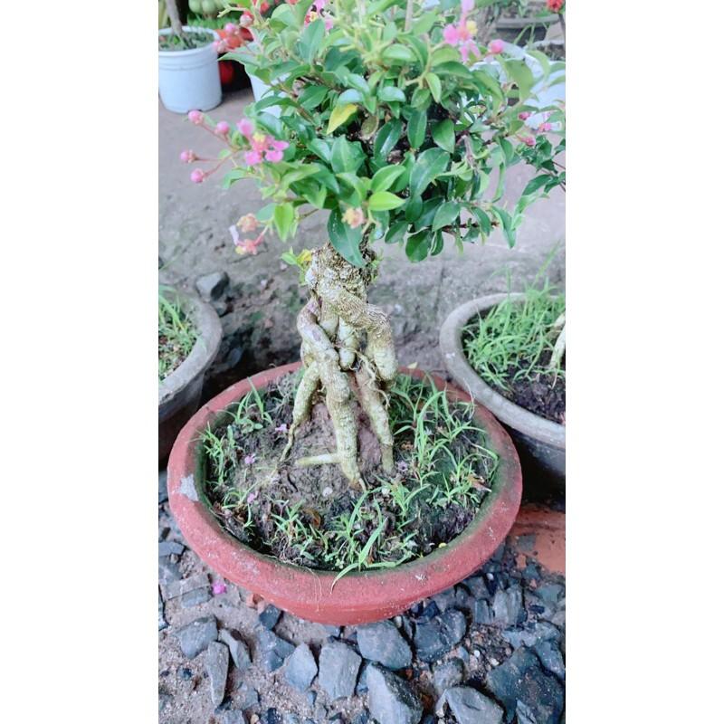 Hình ảnh Hồng Ngọc Mai Bonsai Gốc 4-5cm