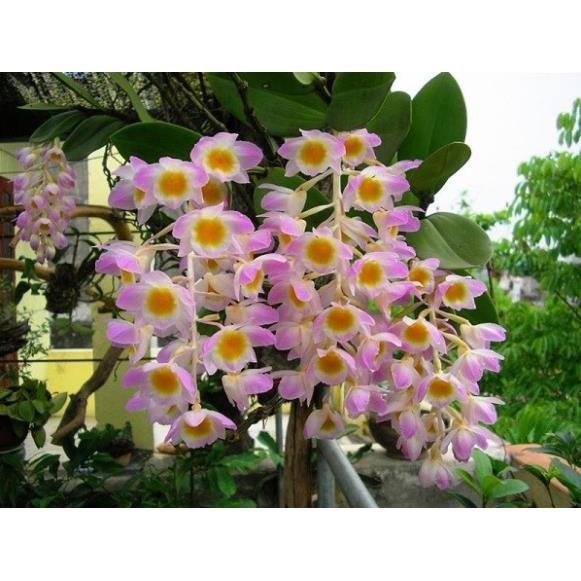 LAN KIỀU TÍM hàng rừng hoa siêu đẹp, gửi đi nguyên GIÒ