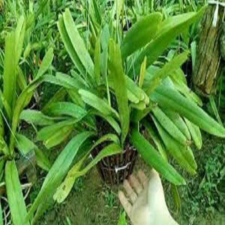 Hoa lan giáng hương đuôi cáo+ 700g phân thỏ hữu cơ