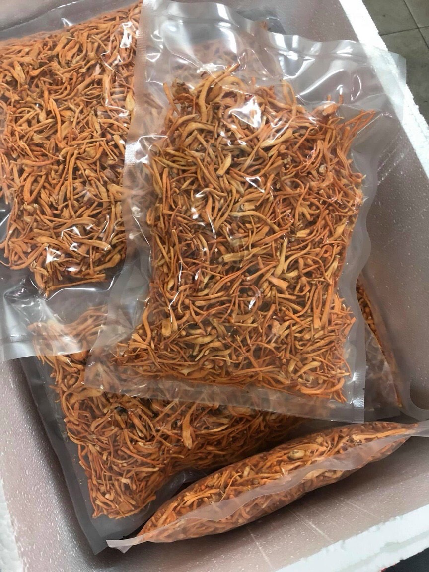 ĐÔNG TRÙNG HẠ THẢO BDAGRI SẤY THĂNG HOA (BỊCH 100G) CHẤT LƯỢNG