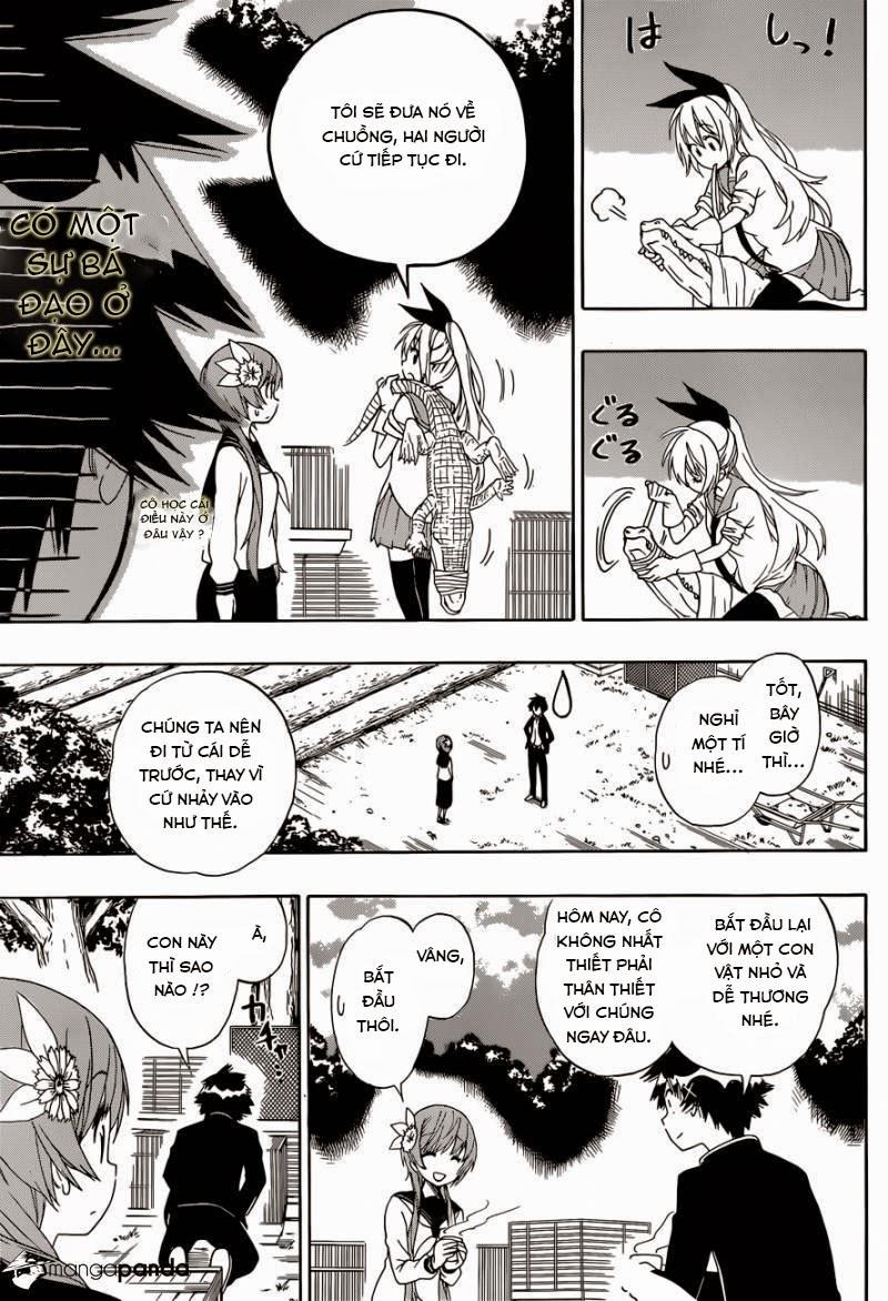 nisekoi - tình yêu giả tạo chapter 142 13