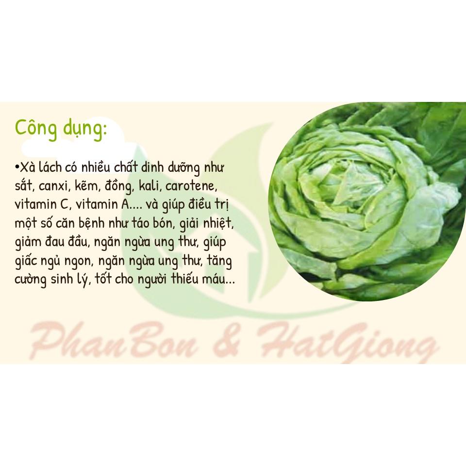 Hạt Giống Rau Xà Lách Búp Đăm, Cuốn Búp Chắc, Kháng Bệnh, Chịu Mưa - Phú Nông Seeds - Shop Phân Bón và Hạt Giống