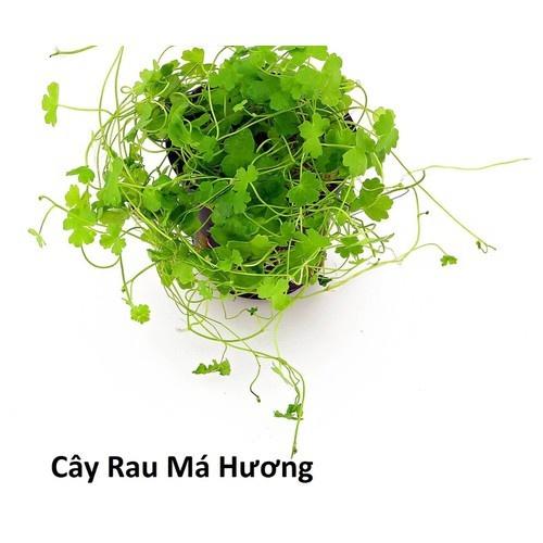 1kg rau má ta tươi,sạch tự nhiên nhà trồng