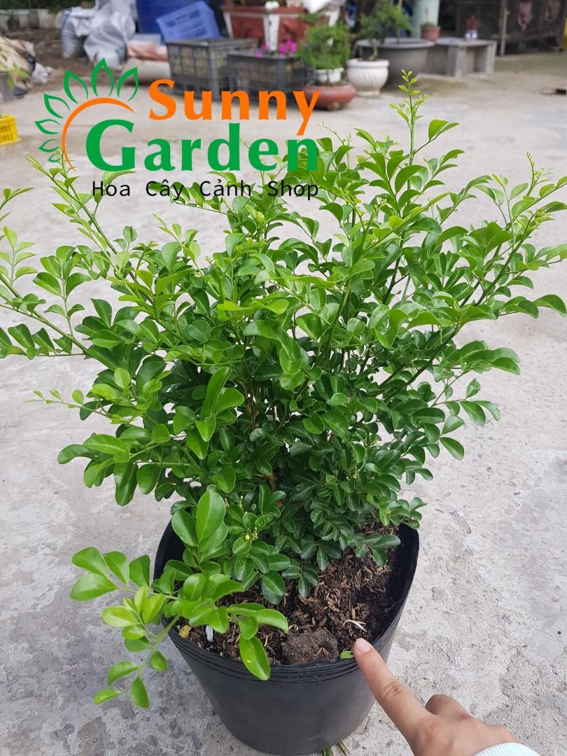 Cây Nguyệt Quế Lá Nhỏ, Cao 20-30cm - Chậu Hoa