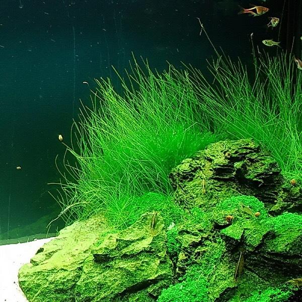 Hạt Giống Thủy Sinh - Cây ngưu mao chiên cao gói 10g