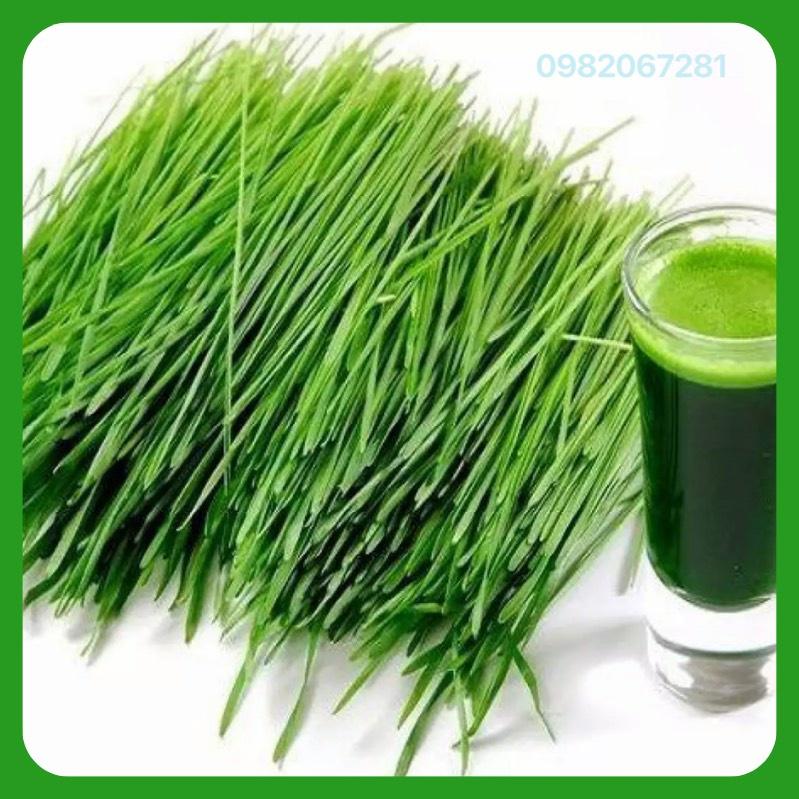 25gr Hạt Giống Mầm Lúa Mạch - Cỏ Lúa Mì - tỷ lệ này mầm cao