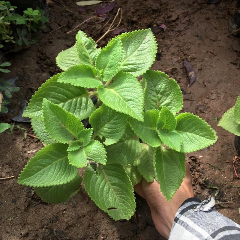 CÂY HÚNG CHANH - CÂY GIA VỊ HƯƠNG THƠM