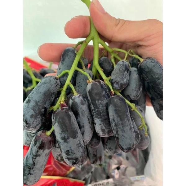 Cây giống nho ngón tay Úc, Mỹ gửi cây như 3 ảnh cuối 8 tháng cho quả