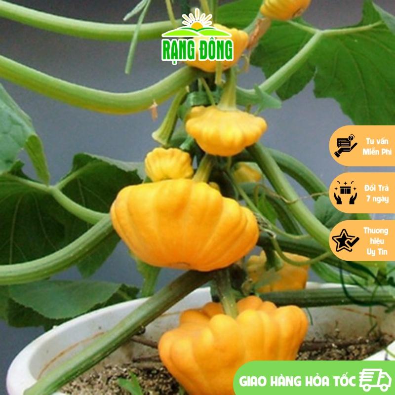 Hạt giống Bí Đĩa Bay Vàng - Hạt giống Rạng Đông