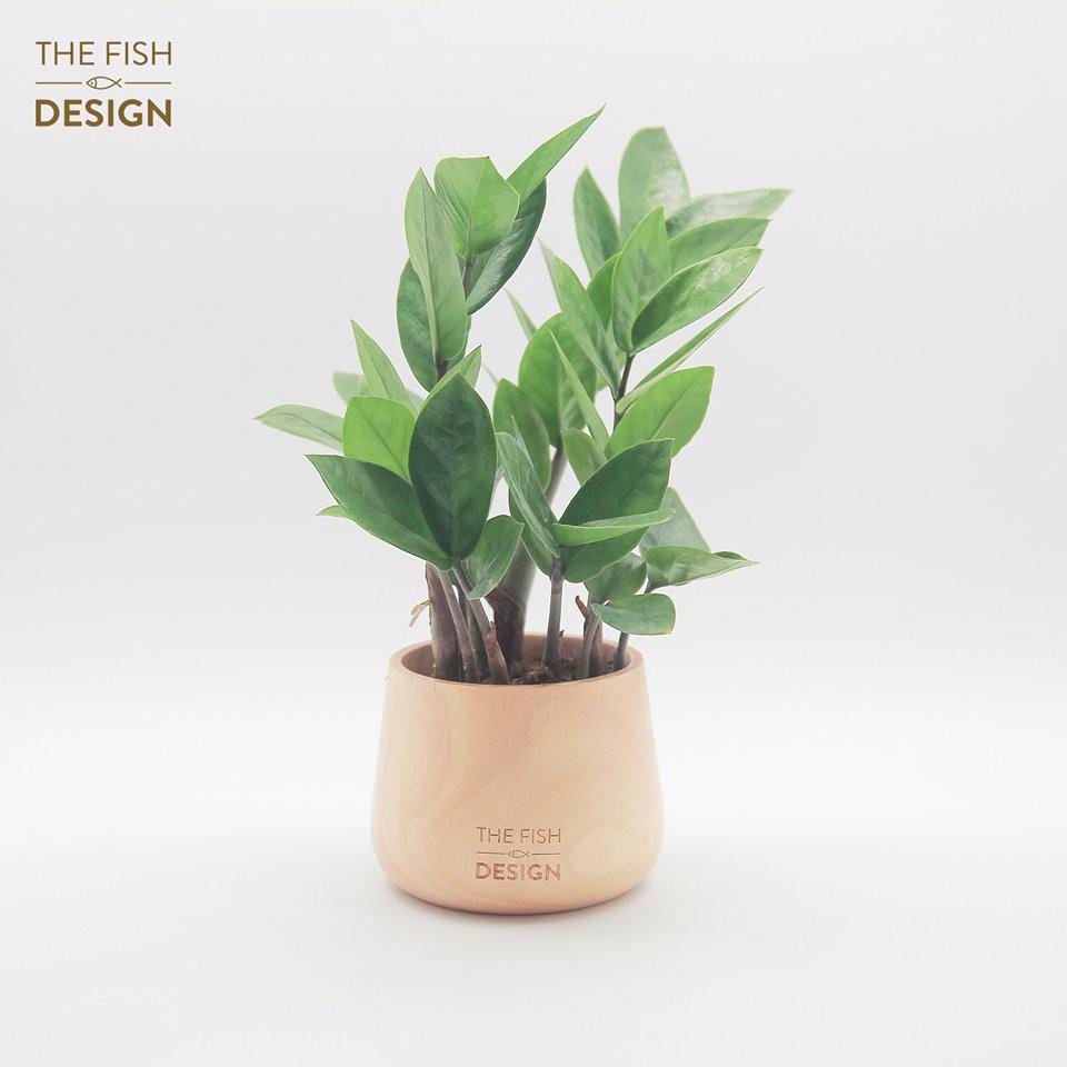 Chậu cây kim tiền | THE FISH DESIGN SIZE M