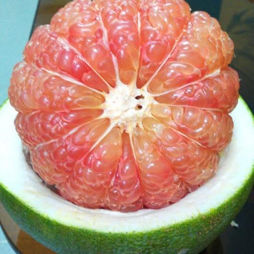 Cây Bưởi Đoan Hùng choai cao từ 1m-1,2m giống ghép chuẩn cho quả luôn siêu chất lượng, cây khỏe