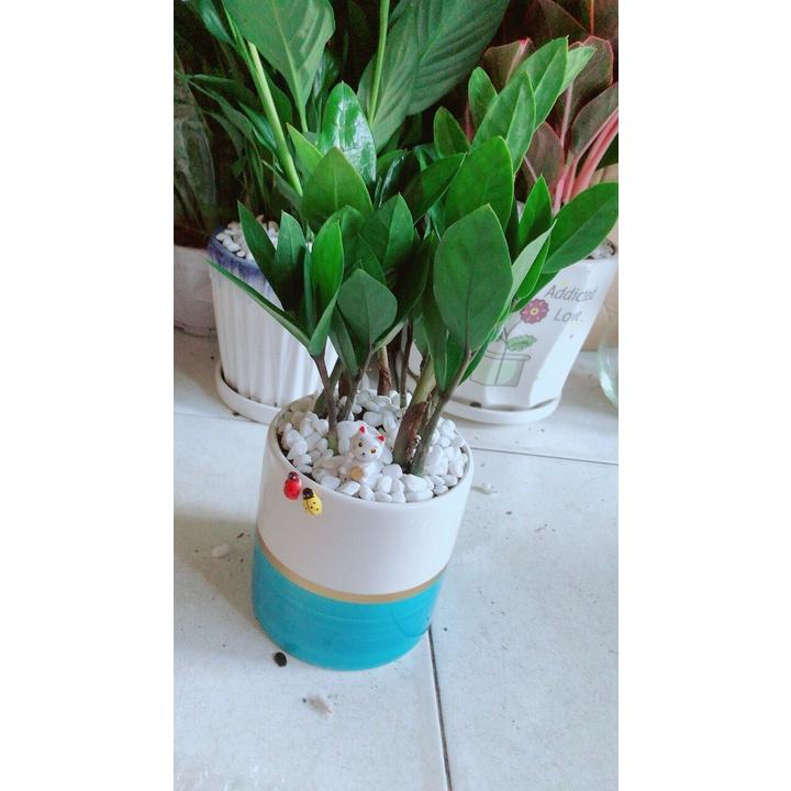 Chậu Cây Kim Tiền Thái Để Bàn