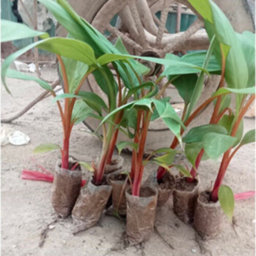 Cây Chuối Đỏ Dacca - Nhà vườn Xuân Khương