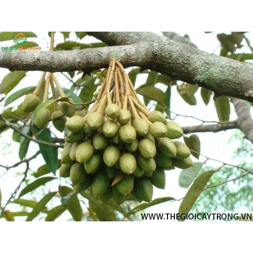 CÂY GIỐNG TRÁM XANH CAO SẢN