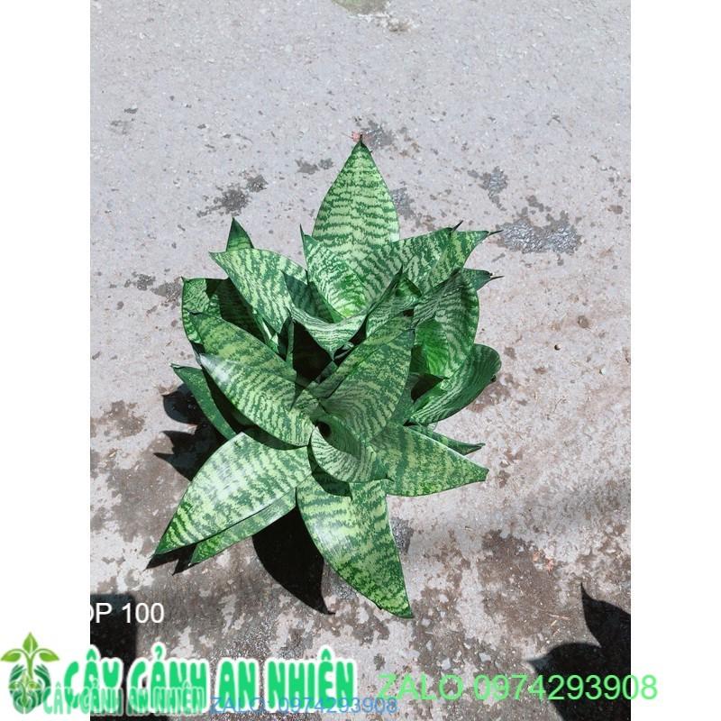 Lưỡi Hổ Sansevieria Trifasciata