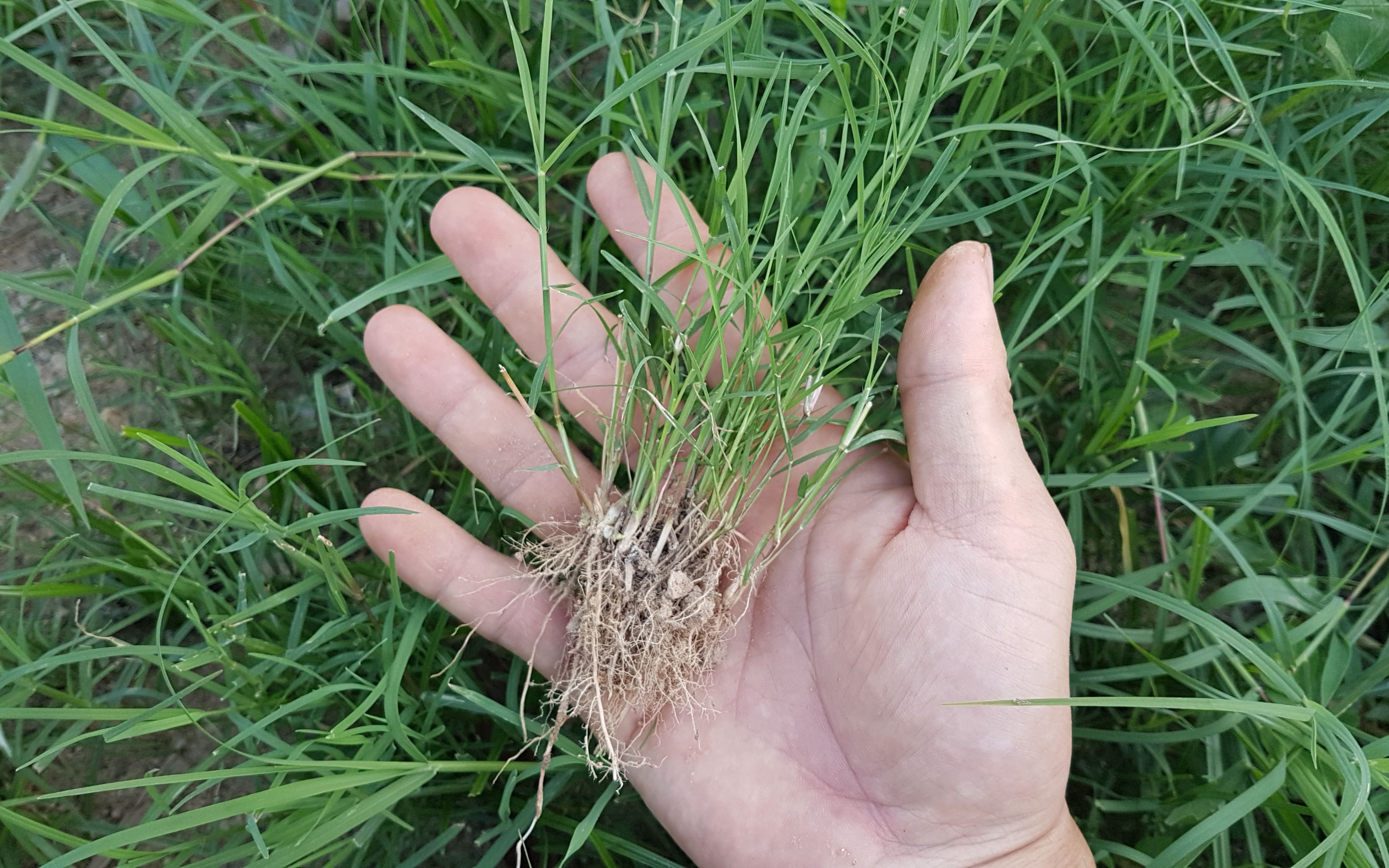 Hạt Giống Thảm Cỏ Bermuda gói 50g - Cỏ Sân Vườn - Hạt Giống Cỏ Thảm - Cỏ Cảnh