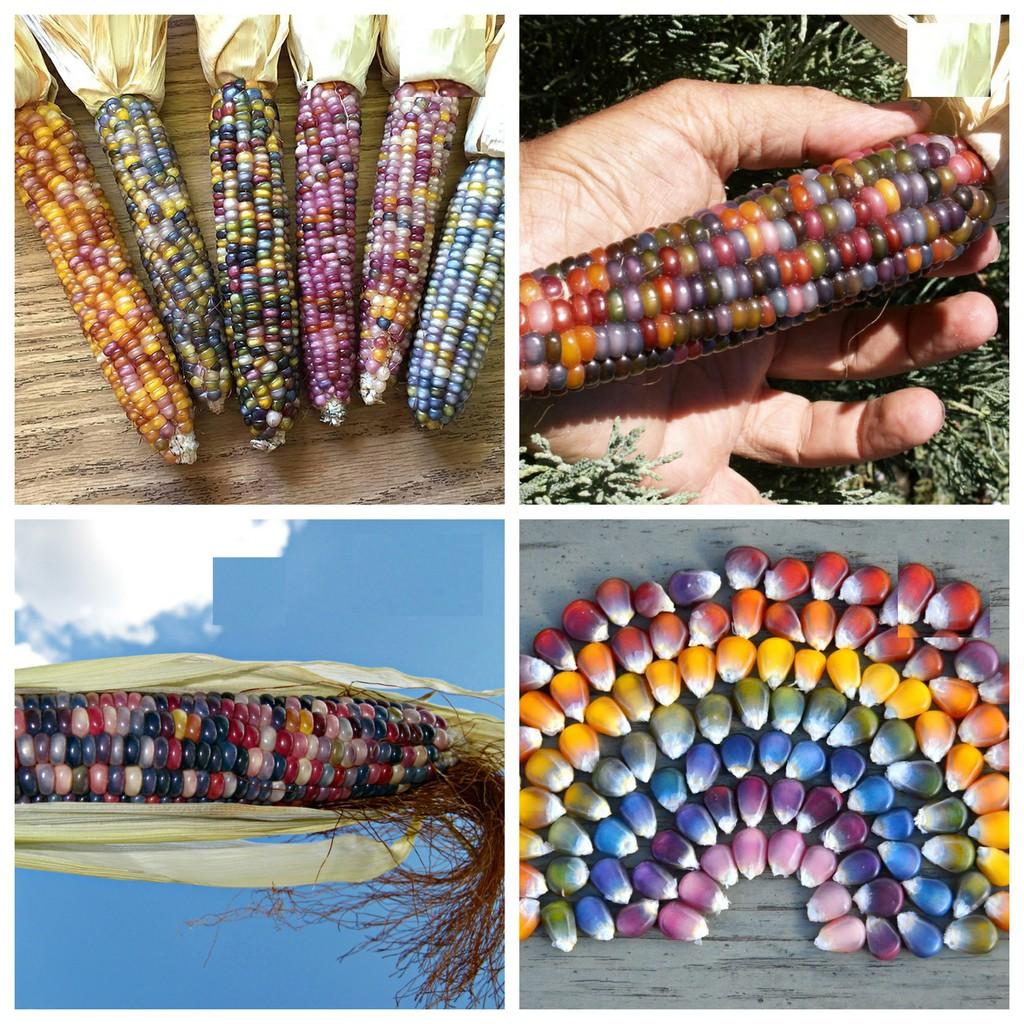 Hạt giống ngô ngũ sắc 30 hạt/gói