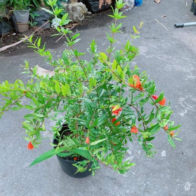 Cây Lựu Ấn Size Đại