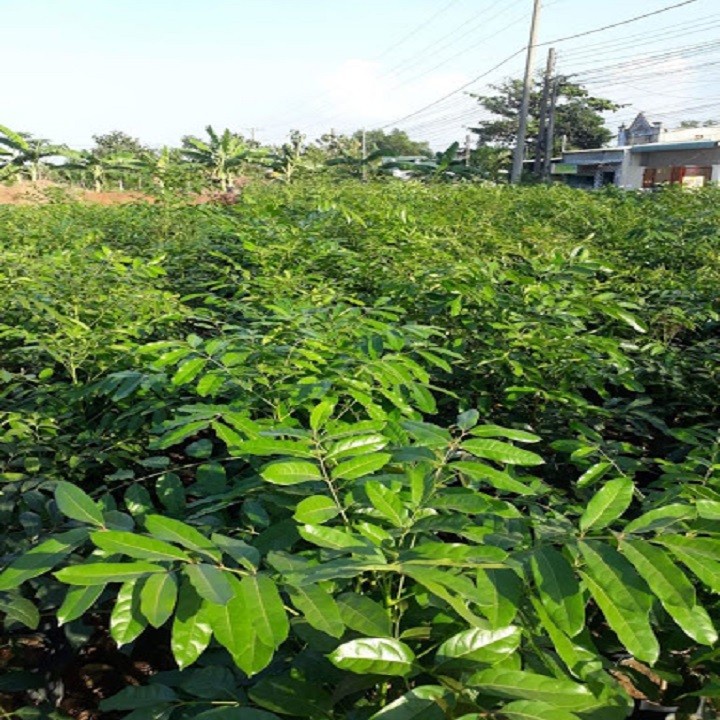 Cây xà cừ giống cao