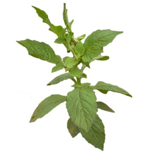 Hạt Giống Rau Tàu Bay - 1 gói 20 hạt