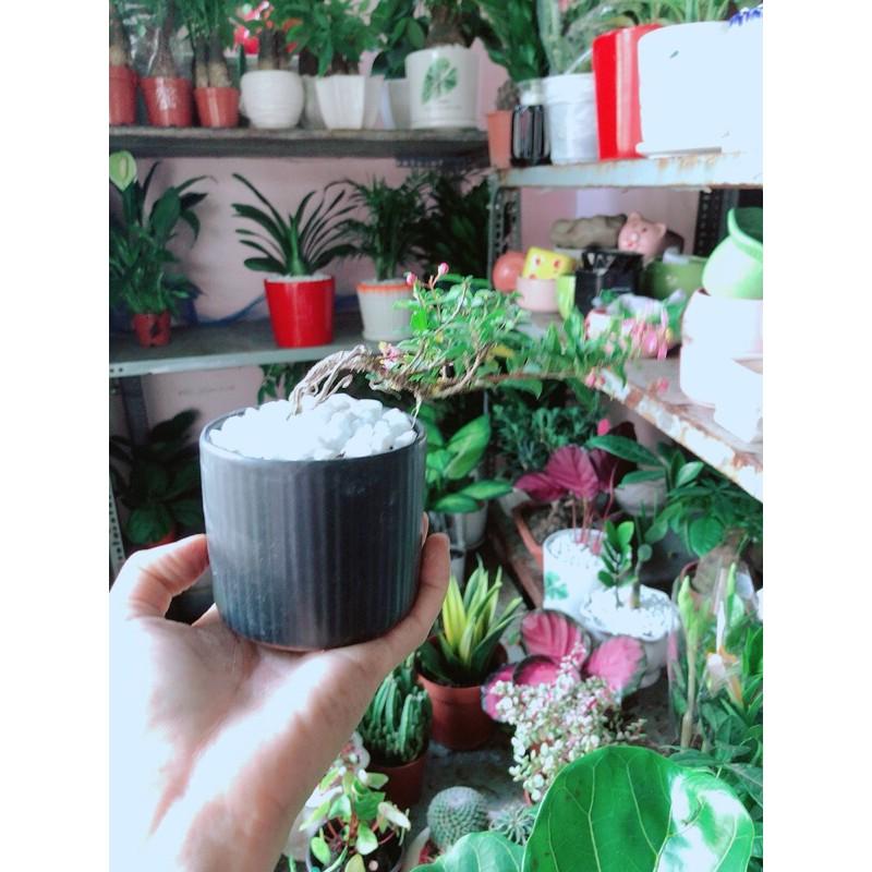 Chậu Cây Mai Hồng Ngọc Bonsai Mini