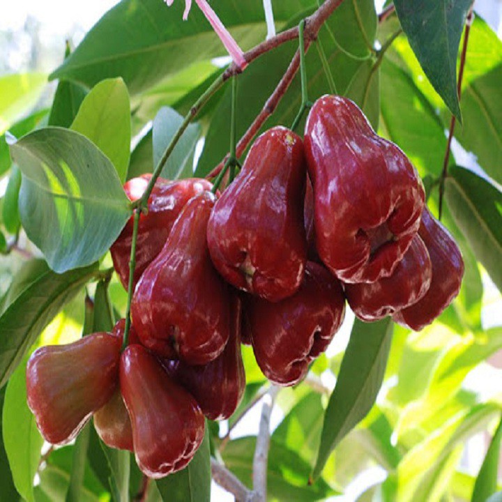 Sản phẩm Cây Ăn Trái Giống roi đỏ Thái lan chất lượng tốt và cho năng suất cao