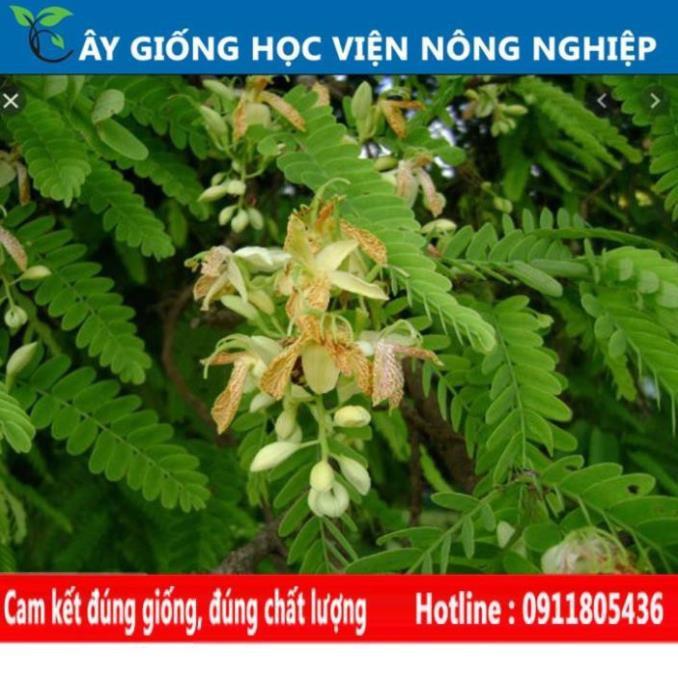 Sản phẩm Cây Ăn Trái cây me ngọt cây ăn quả