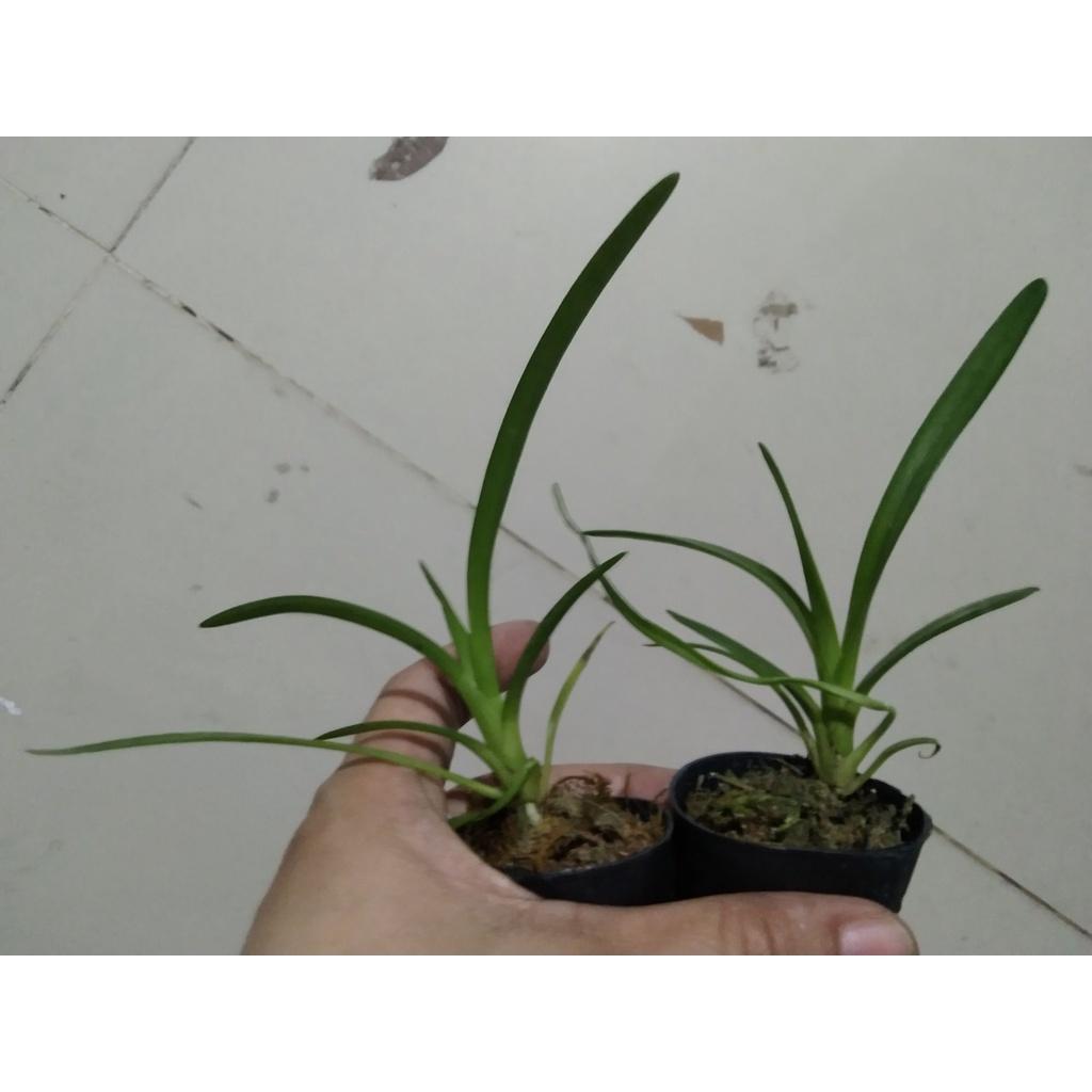Hoa lan kiếm, Lan kiếm Hoàng Long cây đẹp sản phẩm mới