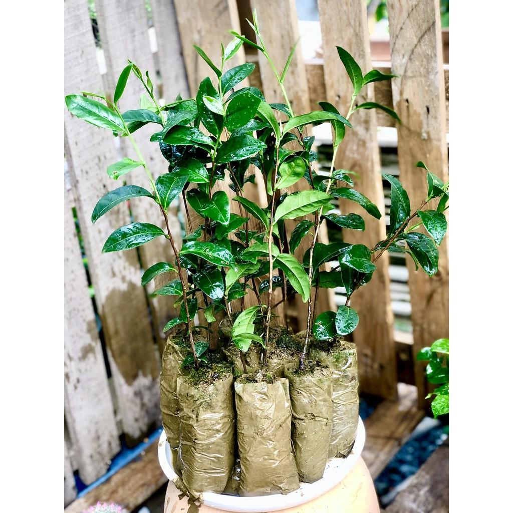 Bộ 10 cây giống Trà xanh