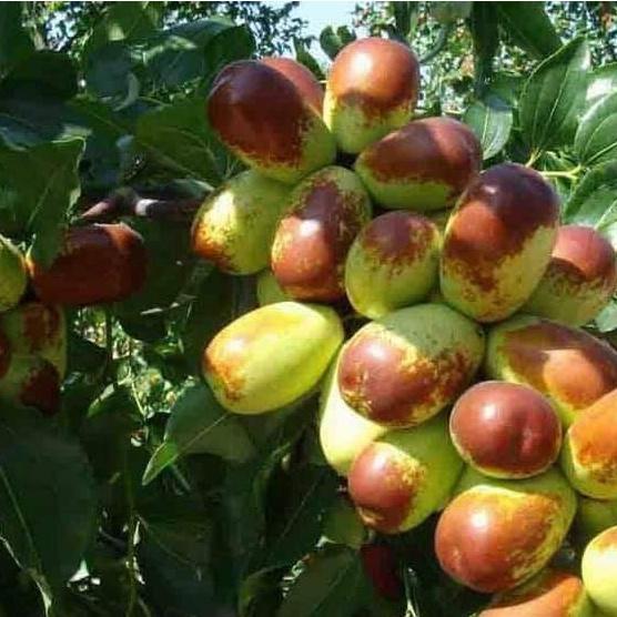 Cây giống hồng táo - táo đo Tân Cương