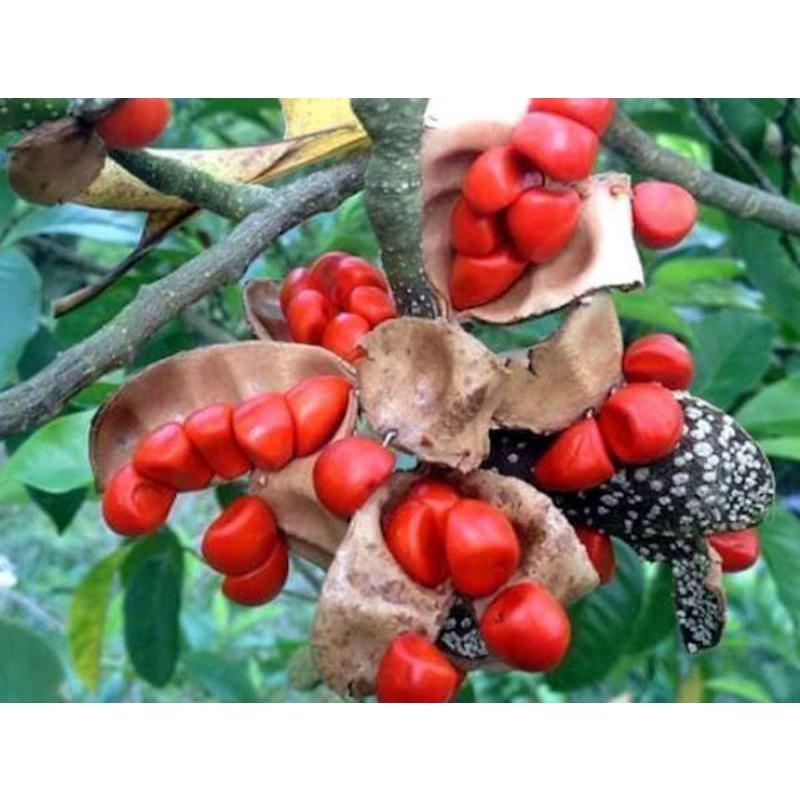 CÂY DỔI