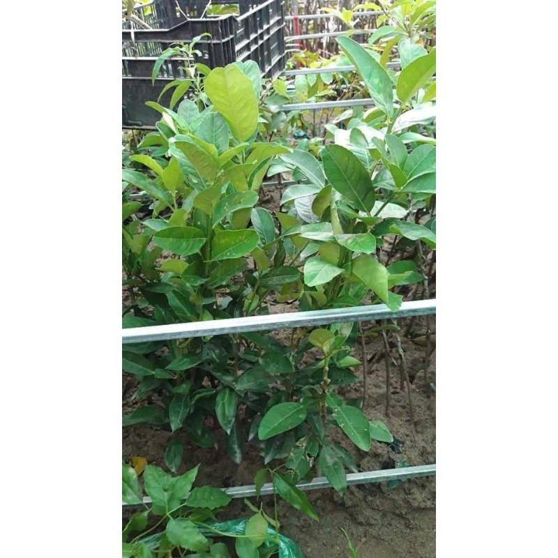 CÂY GIỐNG PHẬT THỦ