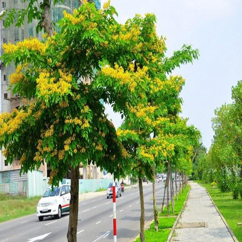 Hạt Giống Cây Giáng Hương CT546 - Gói 5 hạt
