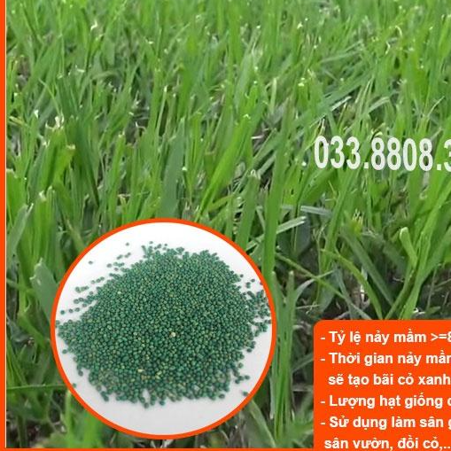 HẠT GIỐNG CỎ THẢM BERMUDA XANH - CỎ THẢM TRANG TRÍ SÂN VƯỜN