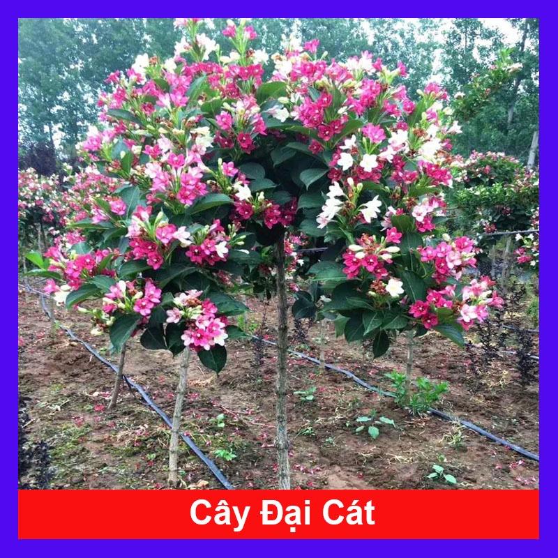 Cây Hoa Đại Cát - cây cảnh đẹp + tặng phân bón cho cây