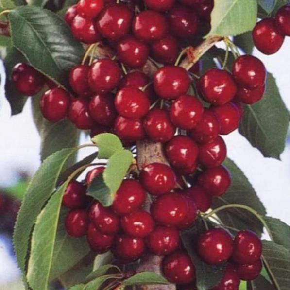 Sản phẩm CÂY GIỐNG CHERRY BRAZIL