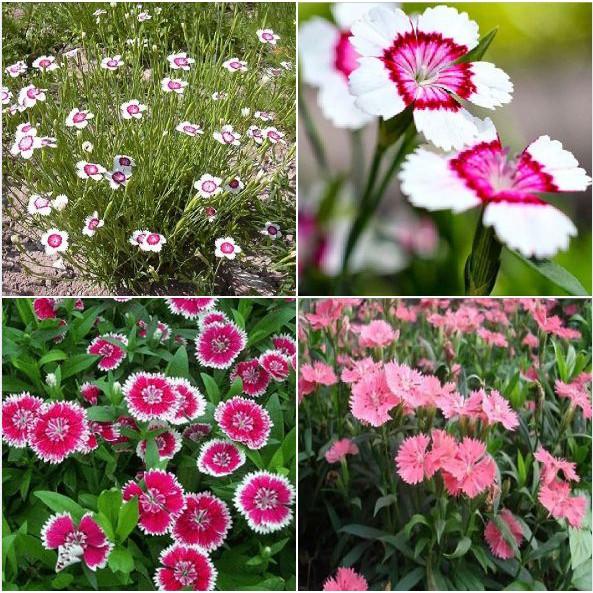 Hạt Giống Hoa Cẩm Chướng Hoa Cánh Đơn Nhiều Màu - 100hạt/gói