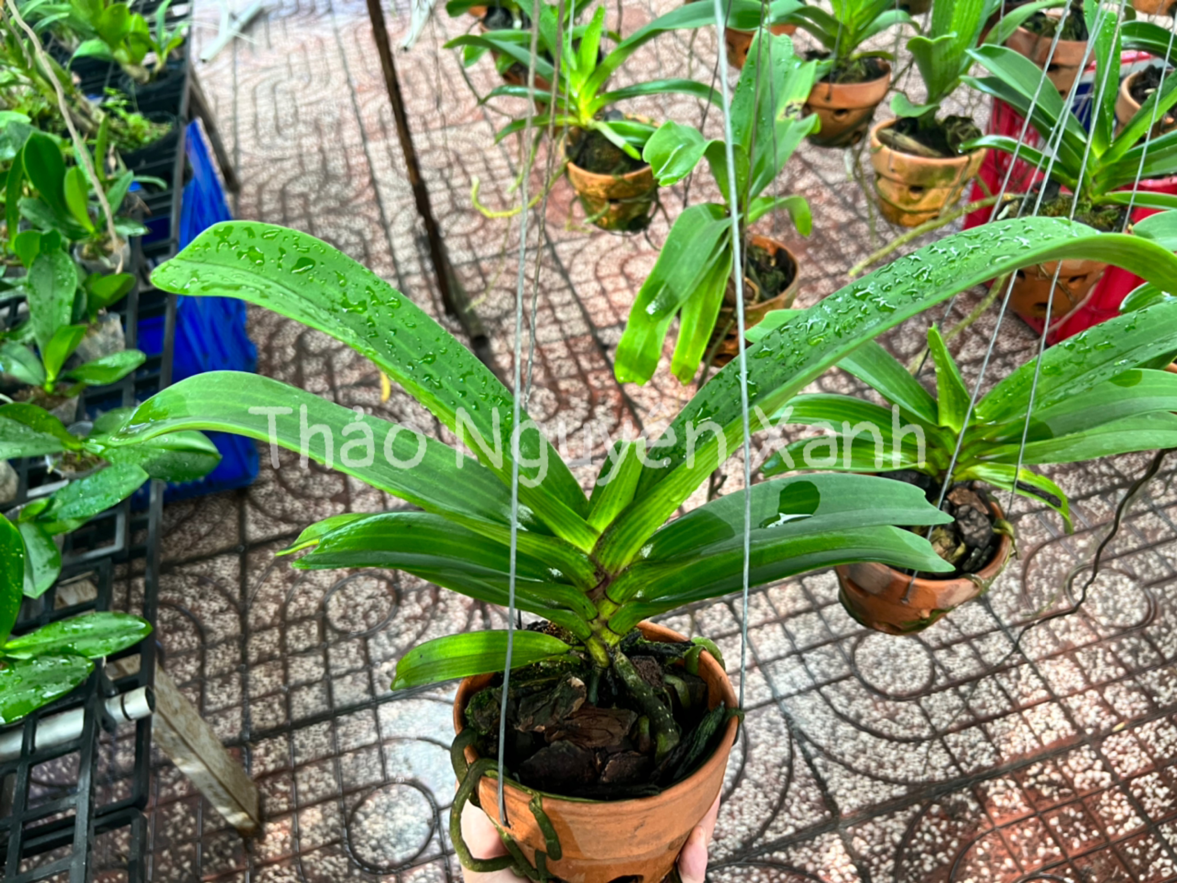 Đai Châu trung 4-5 cặp lá