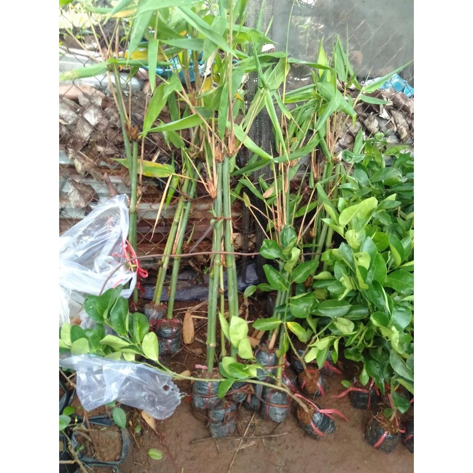 Cây măng tre bát độ giống