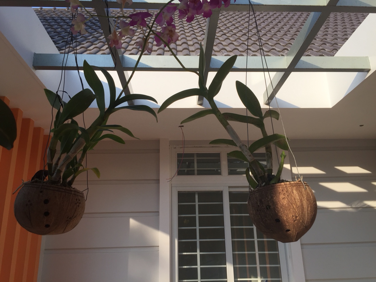 Combo 5 Gáo Dừa Lâu Năm Trồng Lan 11-13cm