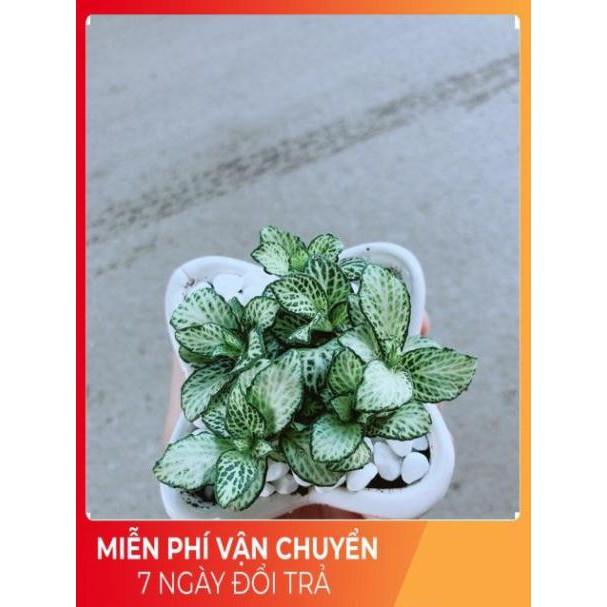 Chậu Cẩm Nhung Xanh