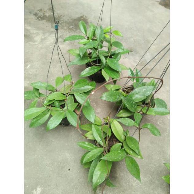 Sản Phẩm hoa lan cẩm cù hoa đỏ 60k/ 1 chậu