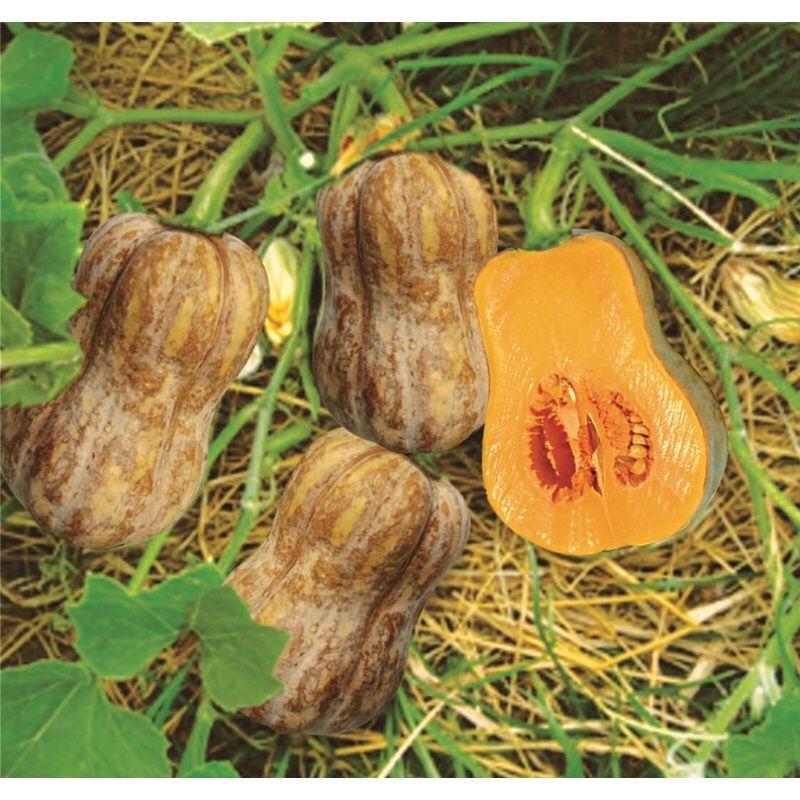 Hạt giống bí đỏ hạt đậu f1 - Hạt giống & cây trồng nhà nông