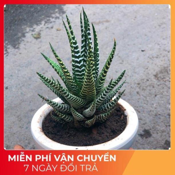 Chậu Móng Rồng
