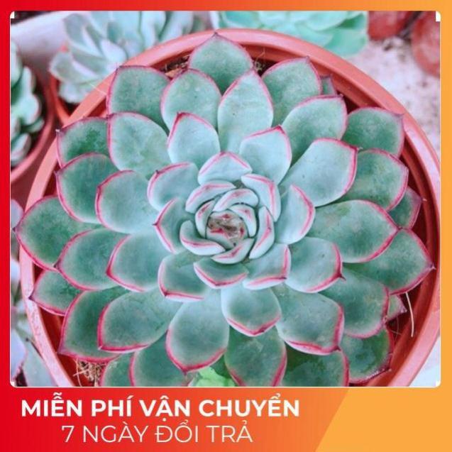 Sen đá viền hồng size đại